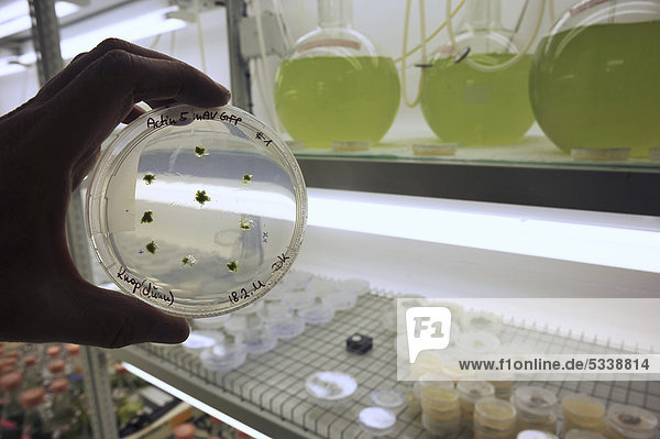 Wissenschaftler begutachtet Versuch mit grünen Pflanzen