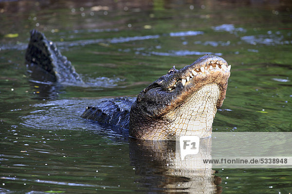 Mississippi-Alligator  auch Hechtalligator (Alligator mississippiensis)  männlich  Balz  im Wasser  Florida  USA
