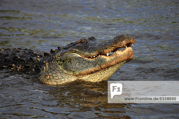 Mississippi-Alligator  auch Hechtalligator (Alligator mississippiensis)  adult  im Wasser  Florida  USA  Amerika