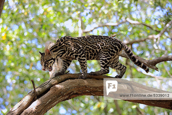 Ozelot (Leopardus pardalis)  adult  männlich  Baum  Honduras  Südamerika
