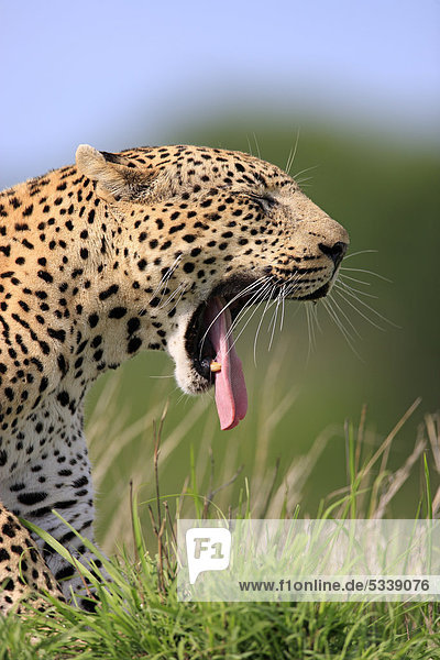 Leopard (Panthera pardus)  Porträt  gähnend  Sabi Sabi Game Reserve  Krüger Nationalpark  Südafrika  Afrika