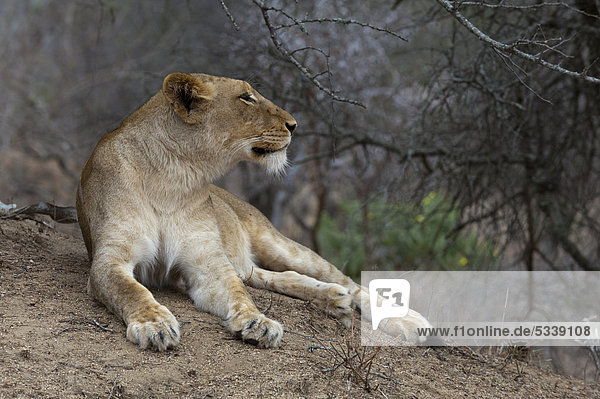 Löwe (Panthera leo) Kapama Game Reserve Südafrika Afrika