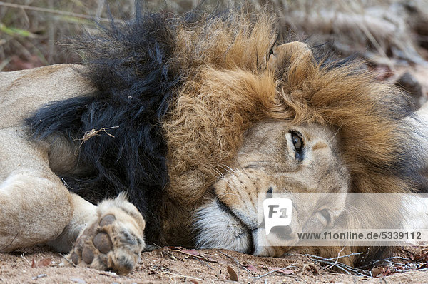 Löwe (Panthera leo)  Männchen  liegend  Kapama Game Reserve  Südafrika  Afrika