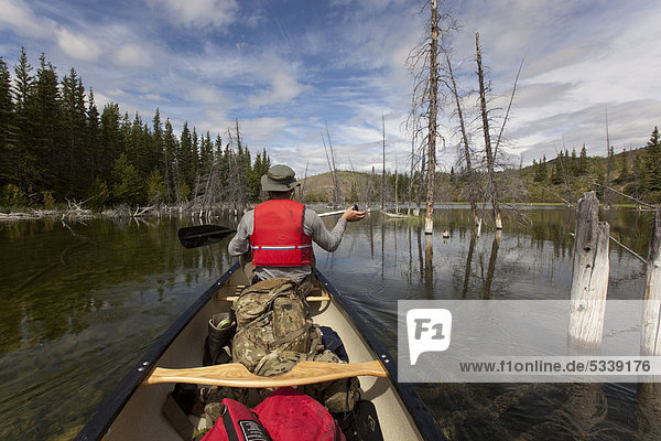 Canoeists on Mandanna Lake  canoeing  paddling a canoe  clear water  dead trees  Yukon Territory  Canada