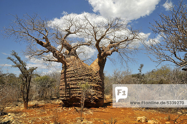 Baoba oder Affenbrotbaum (Adansonia digitata)  angeblich der älteste Baum der Insel Madagaskar  Afrika  Indischer Ozean