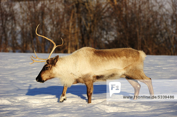 Caribou (Rangifer tarandus) trudging through snow in search of food under the snow  Canada