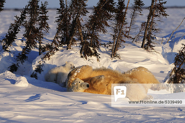 Polar bear sow (Ursus maritimus) with cubs enjoying the evening sun  lying behind a row of trees sheltered from the wind  Wapusk National Park  Manitoba  Canada
