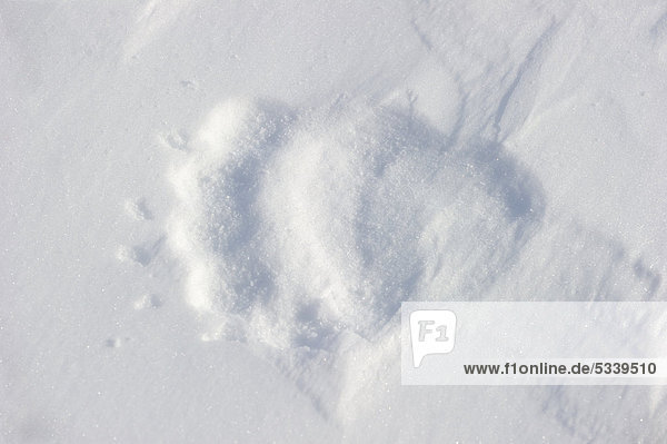Track of Polar bear sow (Ursus maritimus) in the snow