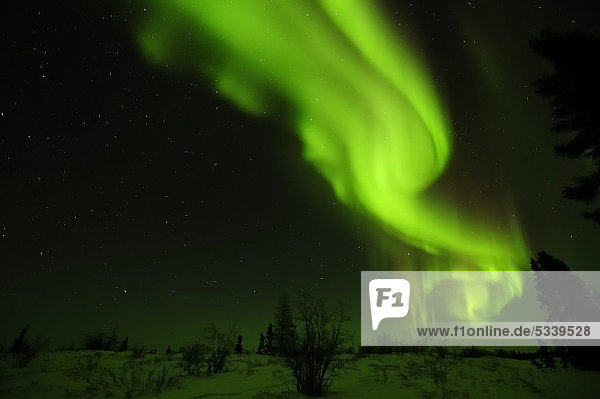 Northern Lights  aurora borealis above the Arctic  Hudson Bay  Manitoba  Canada