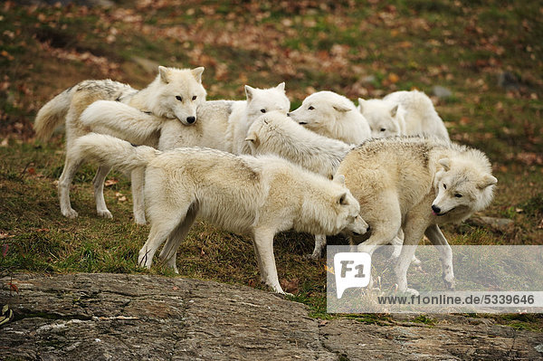 Ein Rudel Polarwölfe  Weißwölfe oder Arktische Wölfe (Canis lupus arctos) spielt zusammen  Parc Omega  Montebello  Quebec  Kanada