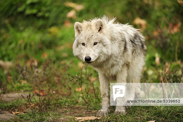 Junger Polarwolf  Weißwolf oder Arktischer Wolf (Canis lupus arctos) steht auf Wiese  Kanada