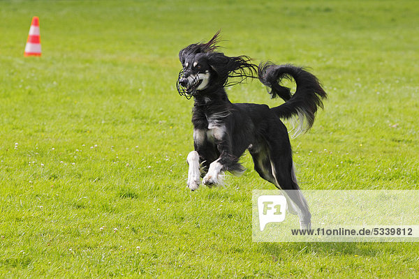 Saluki (Canis lupus familiaris) Persischer Windhund Rüde rennt auf Coursing-Parcours