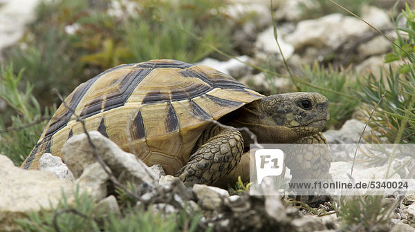 Maurische Landschildkröte (Testudo graeca) bei Muselievo  Pleven  Bulgarien  Südeuropa