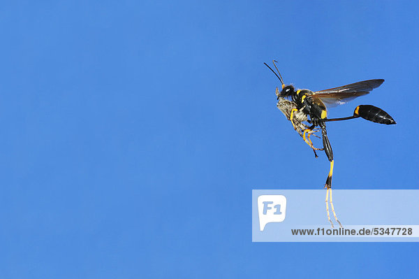 Black and Yellow Mud Dauber Grabwespe (Sceliphron caementarium)  Weibchen im Flug mit erbeuteter Spinne  Comal County  Hill Country  Zentral-Texas  Texas  USA  Amerika