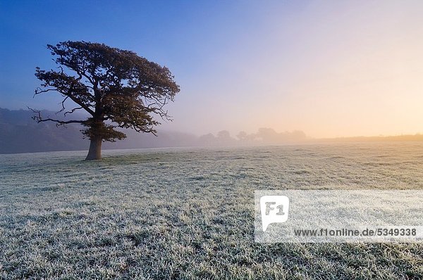 Baum  Großbritannien  Morgendämmerung  Feld  Eiche  Kälte  England