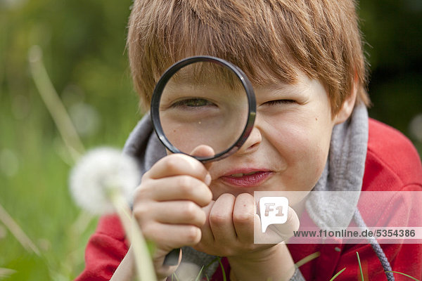 Little boy looking at a blowball through a magnifying glass
