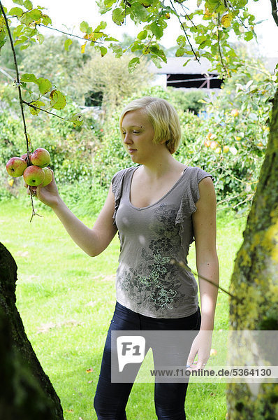 Junge Frau beim Pflücken von Äpfeln  Devon  England  Großbritannien  Europa