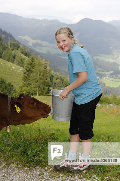 Holidays on a farm  girl feeding a calf on Halsalm  Berchtesgaden National Park  Hintersee  Berchtesgaden  Upper Bavaria  Bavaria  Germany  Europe