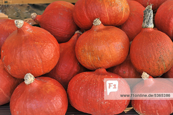 Pumpkins  Red Kuri Squash (Cucurbita maxima)  weekly market at the Pferdemarkt  Horse Market square  Hanseatic town of Stade  Lower Saxony  Germany  Europe