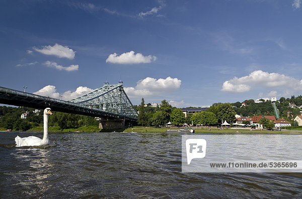 Loschwitzer Brücke oder Blaues Wunder mit der Elbe  Loschwitz  Dresden  Sachsen  Deutschland  Europa