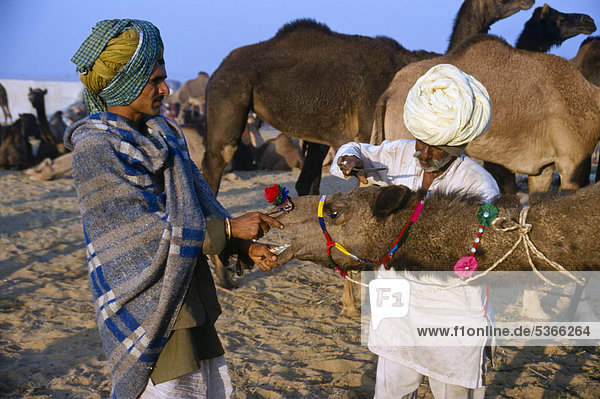 Einer der grössten Kamel-Märkte Asiens  Pushkar  Rajasthan  Indien  Asien