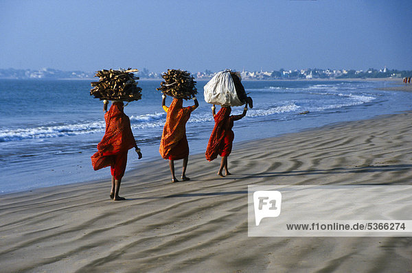 Tribal women carrying firewood to the markets of Diu  Gujarat  India  Asia