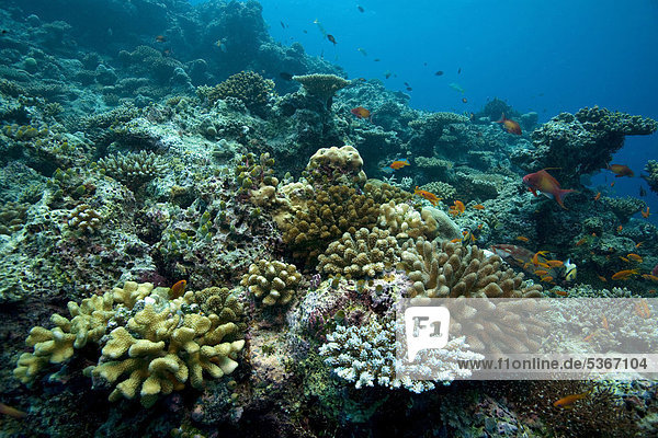 Coral reef consisting mainly of Table Acropora Coral (Acropora Clathrata) and Robust Staghorn Coral (Acropora robusta) Maldives Indian Ocean Asia