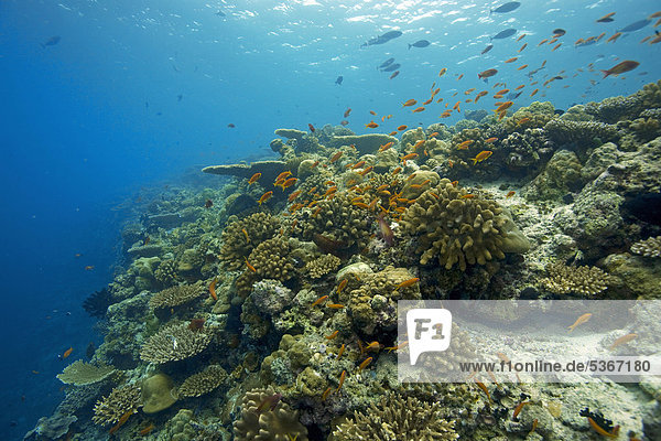 Coral reef with mostly hard coral table coral (Acropora clathrata) robust staghorn corals (Acropora robusta) Maldives Indian Ocean Asia