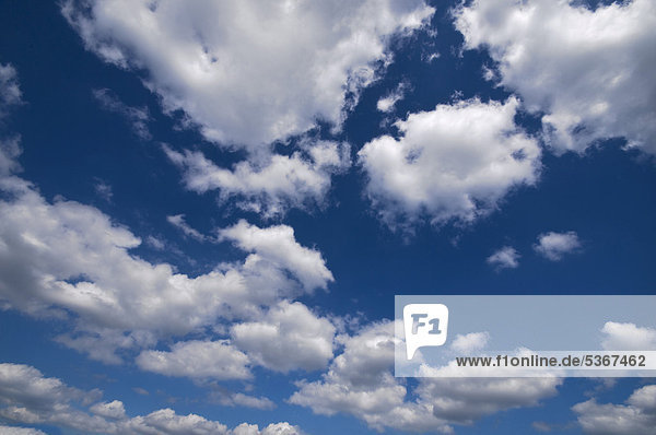 Zahlreiche Cumuluswolken am blauen Himmel