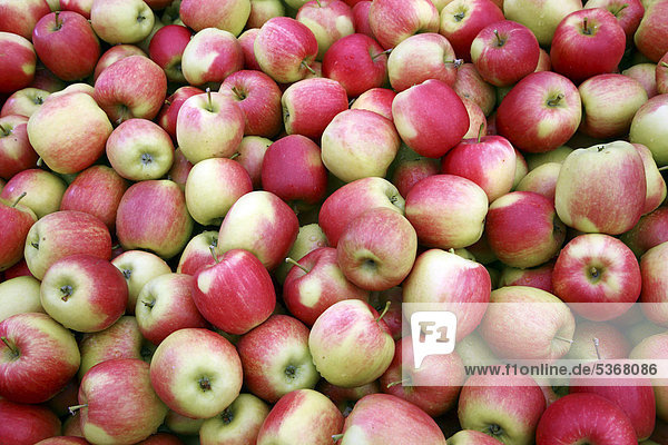 Freshly-harvested apples  Germany  Europe