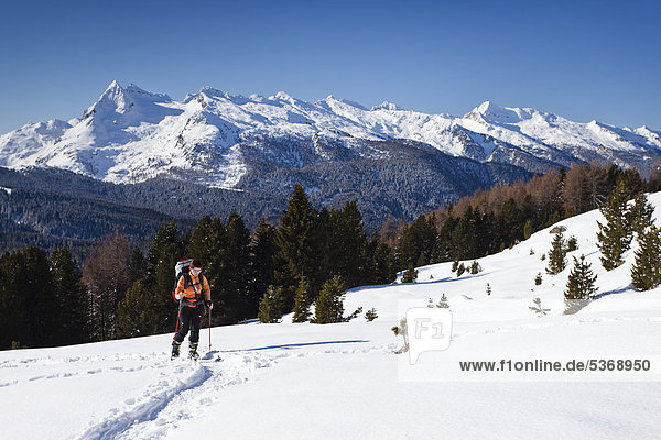 Skitourengeher beim Aufstieg zur Cima Bocche oberhalb vom Passo Valles  Dolomiten  hinten der Colbricon und die Lagoraigruppe  Trentino  Italien  Europa