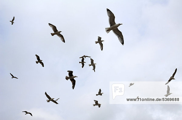 Fliegende Mittelmeermöwen (Larus michahellis) gegen bewölkten Himmel  Newquay  Cornwall  England  Großbritannien  Europa