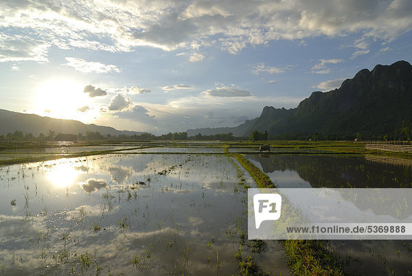 Reisfelder kurz vor der Auspflanzung des Nassreises und Wasserbüffel in Zentrallaos  Tham Konglor  Tham Kong Lor  im dichten subtropischen Regenwald  Khammouane  Laos  Südostasien  Asien