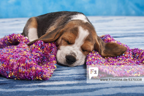 Schlafender Beagle Welpe