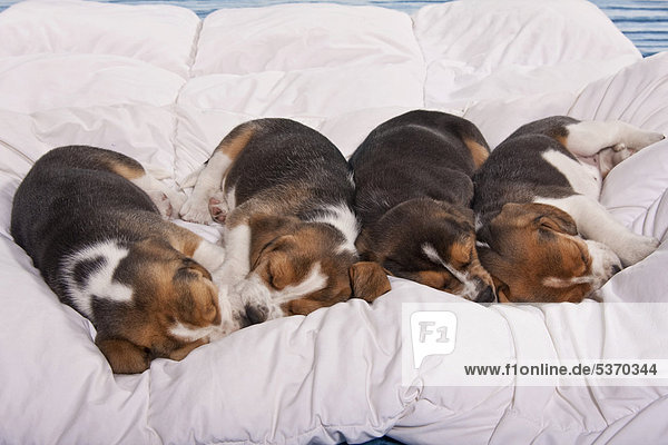 Vier schlafende Beagle Welpen