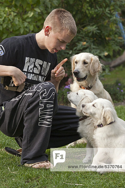 Young man teaching Golden Retriever puppies