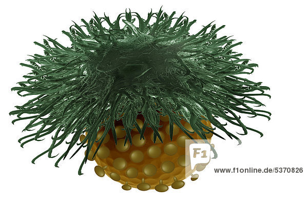 Dentrische Zelle des Immunsystems mit Bakterium das erkannt wird  Illustration
