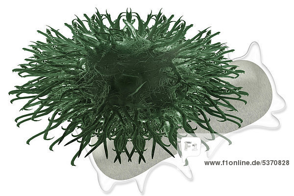 Dentrische Zelle des Immunsystems mit Bakterium das erkannt wird  Illustration