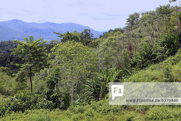 Regenwald  Sabah  Malaysia  Borneo  Südostasien  Asien