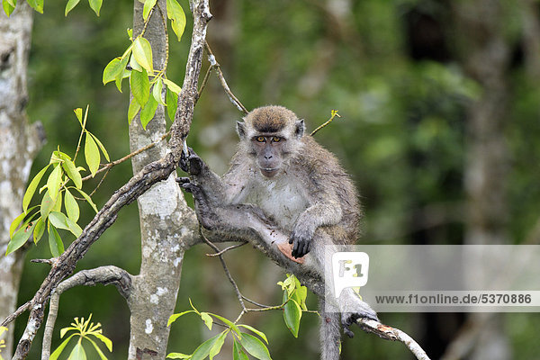 Langschwanz-Makak (Macaca fascicularis) auf Baum  halberwachsenes Jungtier  Labuk Bay  Sabah  Borneo  Malaysia  Asien