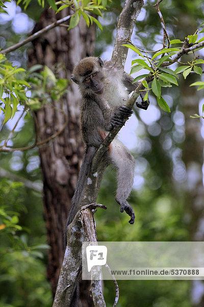 Langschwanz-Makak (Macaca fascicularis) auf Baum  halberwachsenes Jungtier  Labuk Bay  Sabah  Borneo  Malaysia  Asien