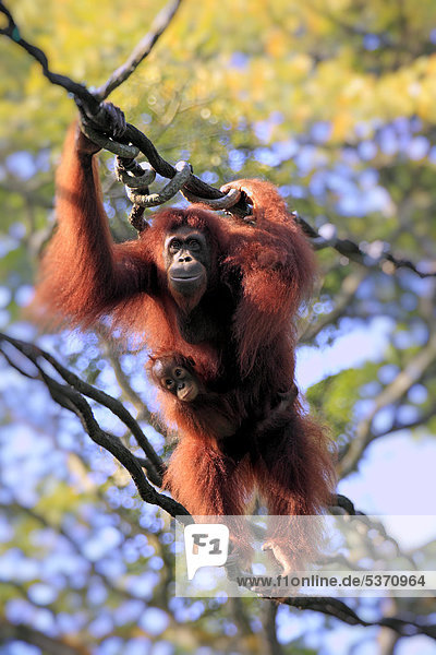 Borneo-Orang-Utan (Pongo pygmaeus)  Mutter mit Jungtier an Liane  Singapur  Asien