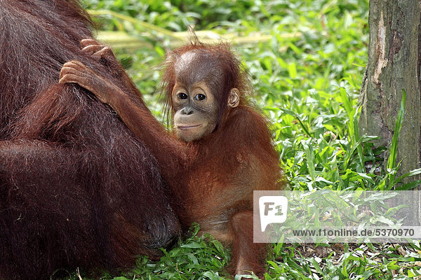 Bornean orangutan (Pongo pygmaeus) young clinging to mother Singapore Asia