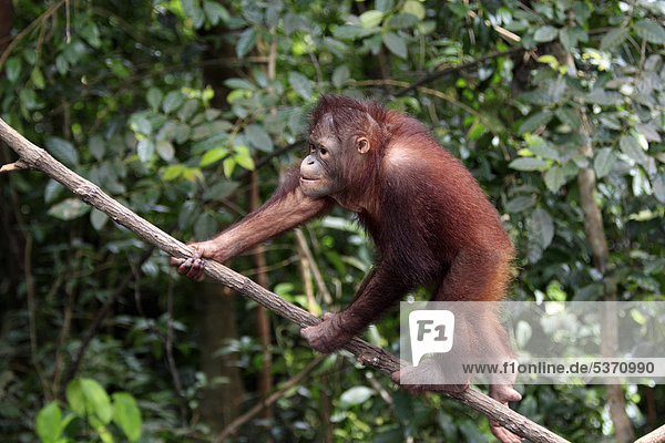 Orangutan (Pongo pygmaeus) half-grown young climbing tree Sabah Borneo Malaysia Asia
