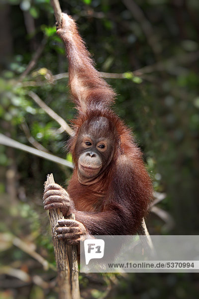 Orang Utan (Pongo pygmaeus)  halberwachsenes Jungtier  Baum  klettern  Sabah  Borneo  Malysia  Asien