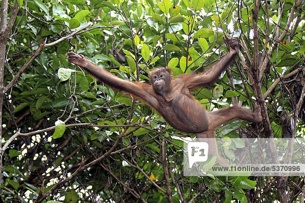 Orang Utan (Pongo pygmaeus)  halberwachsenes Jungtier  Baum  klettern  Sabah  Borneo  Malysia  Asien
