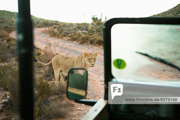 Löwe beim Safari-Truck  Südafrika