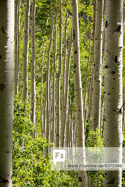 Forest of silver birch trees near Aspen  Colorado  USA