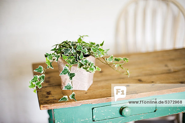 Efeu wächst aus Pflanztopf auf Holztisch