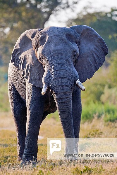 Elefant  1  Flussdelta  Delta  Afrika  Botswana